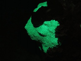 087 Fluorescing Coral IMG 5251